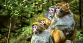 গবেষণাকেন্দ্র থেকে পালিয়ে গেল ৪৩ বানর গবেষণাকেন্দ্র থেকে পালিয়ে গেল ৪৩ বানর