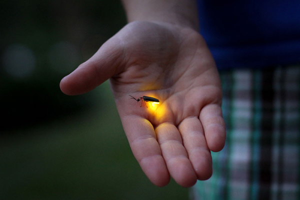 ফাইল ছবি।