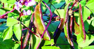 যশোরে আগাম শিম চাষে ঝুঁকছেন চাষিরা