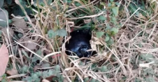 ভাবা হলো বোমা, উদ্ধার হলো বেগুন