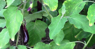 গাইবান্ধার চরাঞ্চলে বর্ষালী বেগুন চাষে সফলতা