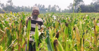 কুড়িগ্রামের চরাঞ্চলে বেড়েছে ভুট্টা চাষ কুড়িগ্রামের চরাঞ্চলে বেড়েছে ভুট্টা চাষ