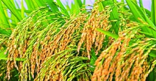 জিংক-আয়রন সমৃদ্ধ ধান চাষে সাফল্য 