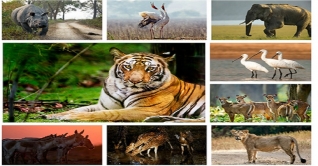 বিশ্ব বন্যপ্রাণী দিবস আজ বিশ্ব বন্যপ্রাণী দিবস আজ