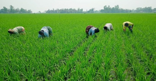 বোরো`র চারায় সারা মাঠ সবুজে ঘেরা জয়পুরহাট