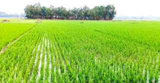 নীলফামারীর তিস্তা সেচ প্রকল্প এলাকায় বোরোর আবাদ