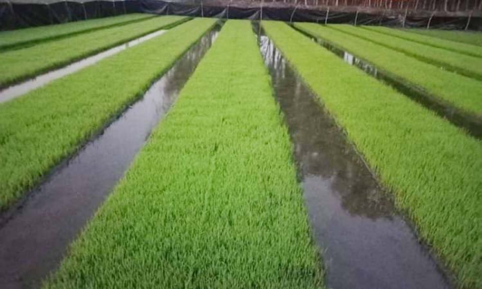 বোরো বীজতলা 