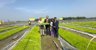শরীয়তপুরে সমলয় পদ্ধতিতে বোরো আবাদ