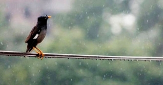 সপ্তাহের শেষের দিকে দেশজুড়ে বৃষ্টির আভাস সপ্তাহের শেষের দিকে দেশজুড়ে বৃষ্টির আভাস