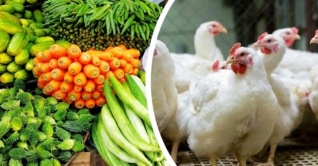 কমেছে মুরগির দাম, শশার কেজি ৮০ টাকা কমেছে মুরগির দাম, শশার কেজি ৮০ টাকা