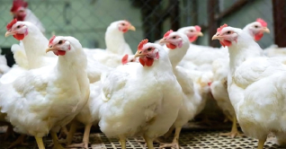 মুরগির দাম বৃদ্ধি: দুই প্রতিষ্ঠানকে সাড়ে ৮ কোটি টাকা জরিমানা