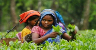 আজ জাতীয় চা দিবস