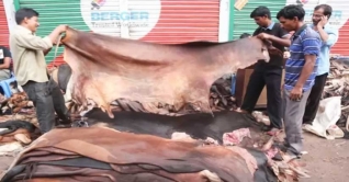 পানির দরে কোরবানির পশুর চামড়া বিক্রি