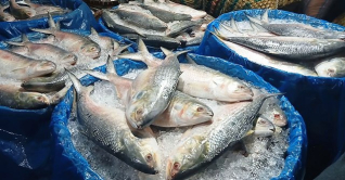 চাঁদপুরে বেড়েছে ইলিশের সরবরাহ, দাম চড়া 
