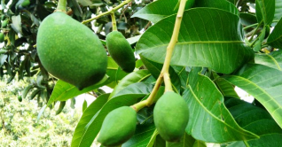 চাঁপাইনবাবগঞ্জে চৈত্রের বৃষ্টিতে আমে স্বস্তি চাঁপাইনবাবগঞ্জে চৈত্রের বৃষ্টিতে আমে স্বস্তি