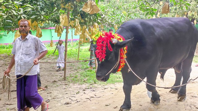 ফাইল ছবি
