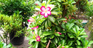 শখের অ্যাডেনিয়ামের দাম লাখ টাকা শখের অ্যাডেনিয়ামের দাম লাখ টাকা