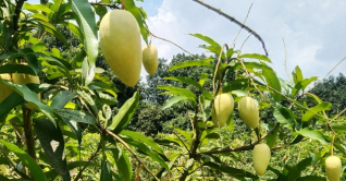 দেশে প্রথম ইসরায়েলি পদ্ধতিতে আম চাষ