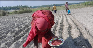 চরাঞ্চলে বাদাম চাষে ধুম পড়েছে