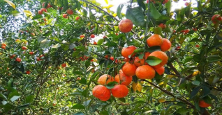 কমলা চাষে আগ্রহী হচ্ছেন মেহেরপুরের শিক্ষার্থীরা কমলা চাষে আগ্রহী হচ্ছেন মেহেরপুরের শিক্ষার্থীরা
