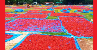 হাজার কোটি ছাড়াতে পারে পঞ্চগড়ের লাল মরিচ বাণিজ্য