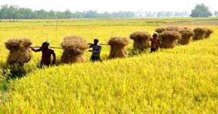 আজ নবান্ন : কুমিল্লার গ্রামে গ্রামে চলছে উৎসব