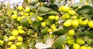 পদ্মার চরে অনাবাদি জমিতে কুল চাষে বিপ্লব পদ্মার চরে অনাবাদি জমিতে কুল চাষে বিপ্লব