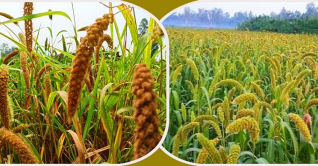 পঞ্চগড়ে ক্রমশ হারিয়ে যাচ্ছে কাউন চাষ