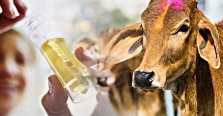 কলকাতায় গোমূত্রের দাম দুধের দামের চেয়ে বেশি