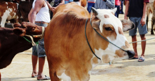 ঈদের দ্বিতীয় দিনও চলছে পশু কোরবানি