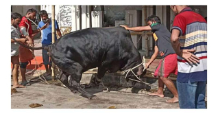 রাজধানীর পাড়ায় পাড়ায় পশু কোরবানি চলছে রাজধানীর পাড়ায় পাড়ায় পশু কোরবানি চলছে