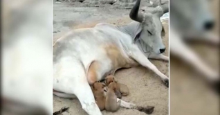 মা নেই,  চার কুকুর ছানাকে দুধ খাওয়াচ্ছে গরু (ভিডিও)