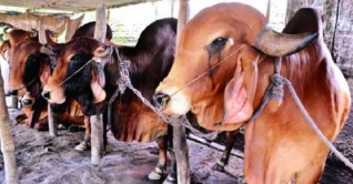 রাজধানীর ২৪টি পশুর হাটে বেচাকেনা শুরু