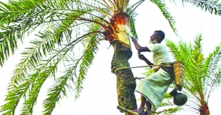 মেহেরপুরে খেজুর রস সংগ্রহে ব্যস্ত গাছিরা