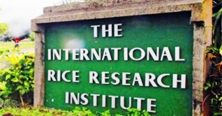 চাকরি দিচ্ছে আন্তর্জাতিক ধান গবেষণা ইনস্টিটিউট 