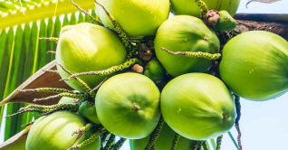 হাত দিয়ে পাড়া যাবে নারকেল! হাত দিয়ে পাড়া যাবে নারকেল!