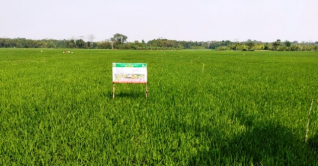 পিরোজপুরে সমলয় ধান চাষ শুরু পিরোজপুরে সমলয় ধান চাষ শুরু