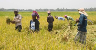 দিনাজপুরে ইরি-বোরো কাটা মাড়াই শুরু দিনাজপুরে ইরি-বোরো কাটা মাড়াই শুরু