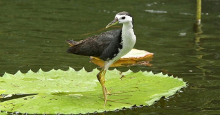 শব্দদূষণে বিপর্যস্ত পাখির জীবন, কমছে প্রজনন