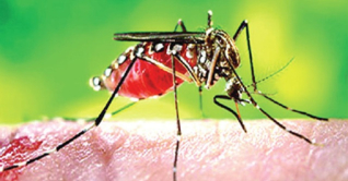 আপনার ঘরেই বাস করে সাপের চেয়েও ‘বিপজ্জনক’ প্রাণী 