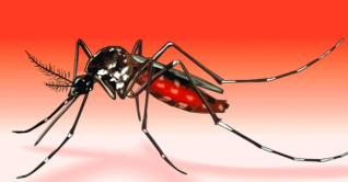 ডেঙ্গু নিয়ন্ত্রণে ডব্লিউএইচওর সহায়তা চায় বাংলাদেশ ডেঙ্গু নিয়ন্ত্রণে ডব্লিউএইচওর সহায়তা চায় বাংলাদেশ