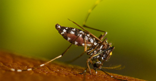 ডেঙ্গুতে এক দিনে ৮ মৃত্যু, হাসপাতালে ভর্তি ২১৬৮ রোগী ডেঙ্গুতে এক দিনে ৮ মৃত্যু, হাসপাতালে ভর্তি ২১৬৮ রোগী