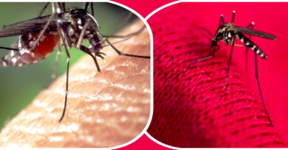 লাল, কমলা, কালো পোশাক পরলে মশা বেশি কামড়ায় লাল, কমলা, কালো পোশাক পরলে মশা বেশি কামড়ায়