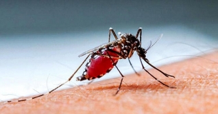 সারাদেশে ডেঙ্গু আক্রান্ত ৯৩ হাজার ১৭৭ জন