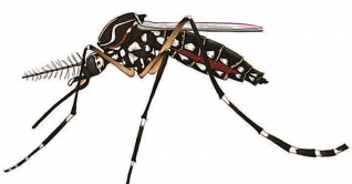 ২৪ ঘন্টায় ঢাকাসহ সারাদেশে ডেঙ্গু আক্রান্ত ১৪৪