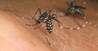 গত ২৪ ঘন্টায় ডেঙ্গু আক্রান্ত ১২৮ জন