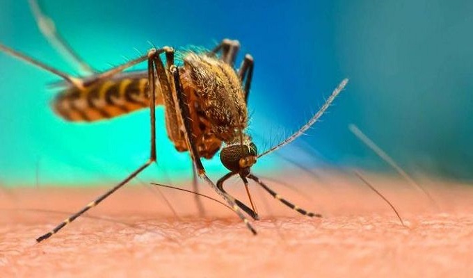 ডেঙ্গু: ৮৬ রোগী হাসপাতালে চিকিৎসা নিচ্ছে