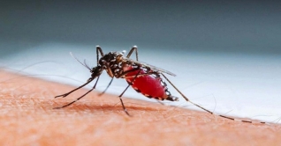 ২৪ ঘণ্টায় ৩৬১ ডেঙ্গু রোগী হাসপাতালে ভর্তি