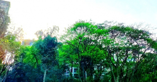 নির্মল বায়ু পাচ্ছে ঢাকাবাসী নির্মল বায়ু পাচ্ছে ঢাকাবাসী