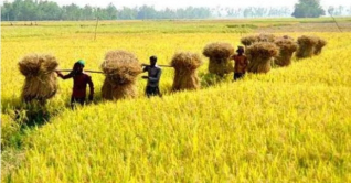 বরগুনায় বোরো ধানের বাম্পার ফলন বরগুনায় বোরো ধানের বাম্পার ফলন